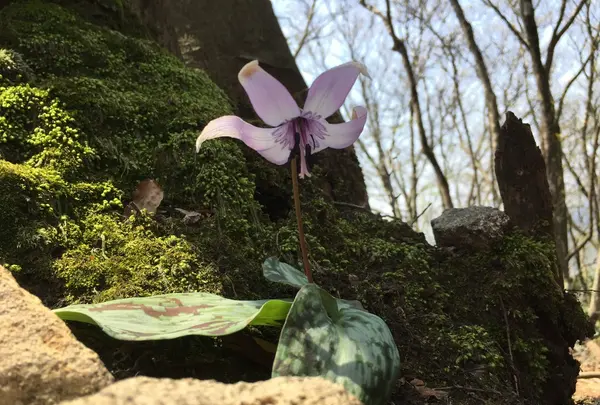 莇ケ岳の写真・動画_image_132406