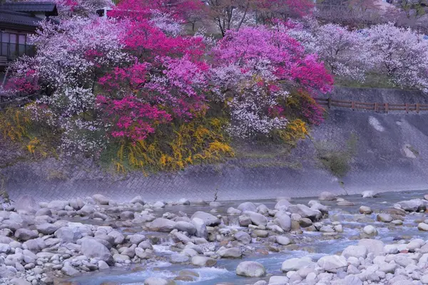 昼神温泉朝市の写真・動画_image_132434