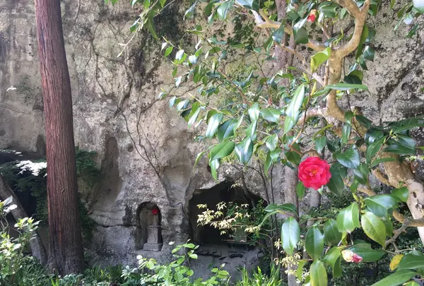 明月院（あじさい寺）の写真・動画_image_132538