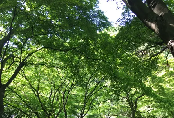 明月院（あじさい寺）の写真・動画_image_132539