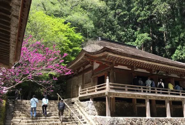 室生寺の写真・動画_image_132652