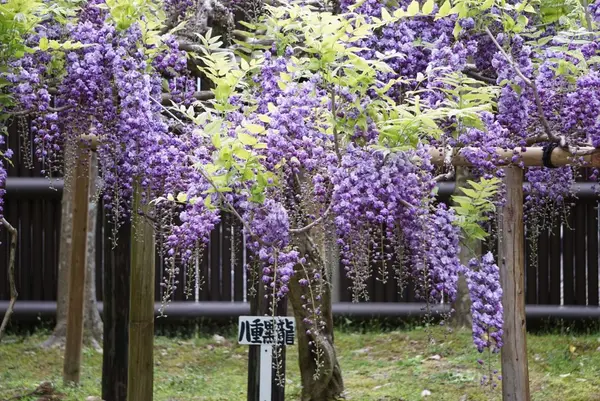 萬葉植物園の写真・動画_image_132672