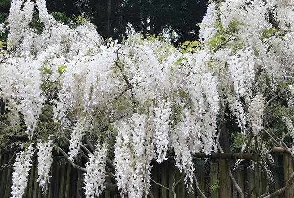 萬葉植物園の写真・動画_image_132674