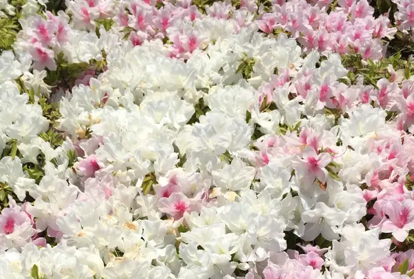 ヴェルニー公園の写真・動画_image_132766