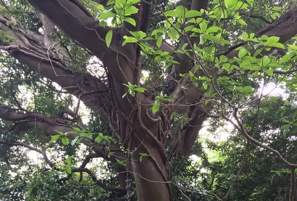 猿島の写真・動画_image_132772