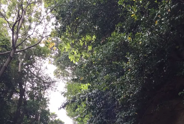 猿島の写真・動画_image_132774