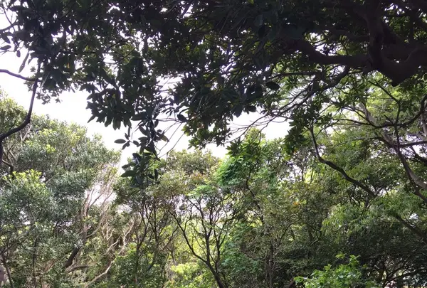 猿島の写真・動画_image_132776