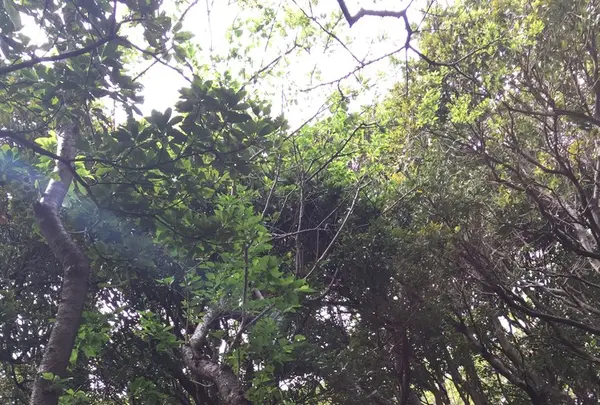 猿島の写真・動画_image_132777