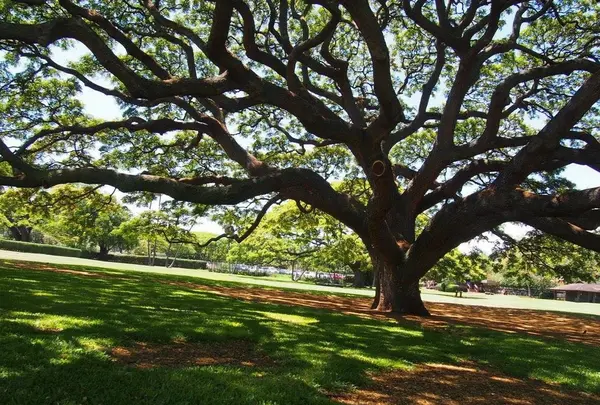 モアナルア・ガーデンズの写真・動画_image_132836