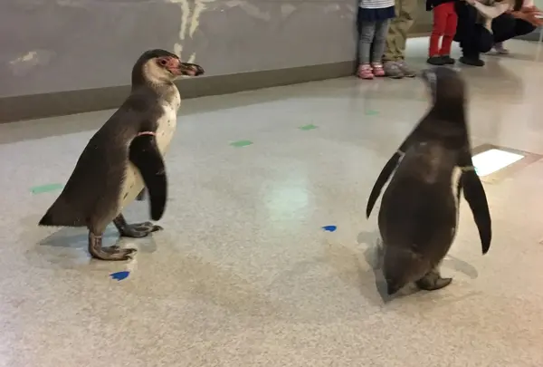 虹の森公園四万十川学習センターおさかな館の写真・動画_image_132864