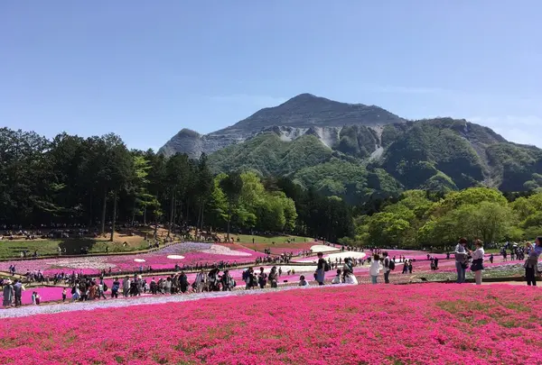 羊山公園の写真・動画_image_132871