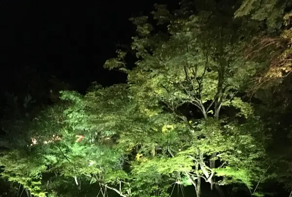 高台寺の写真・動画_image_132965