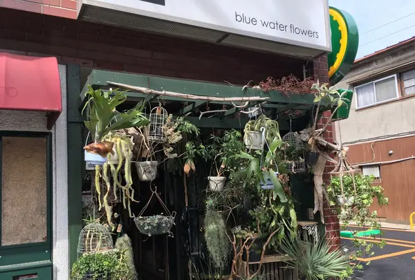 ブルーウォーターフラワーズの写真・動画_image_133002