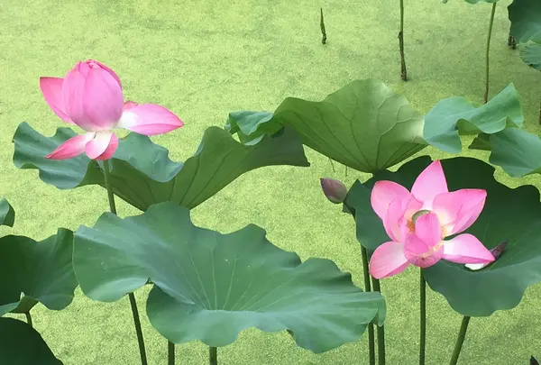 花はす公園の写真・動画_image_133117