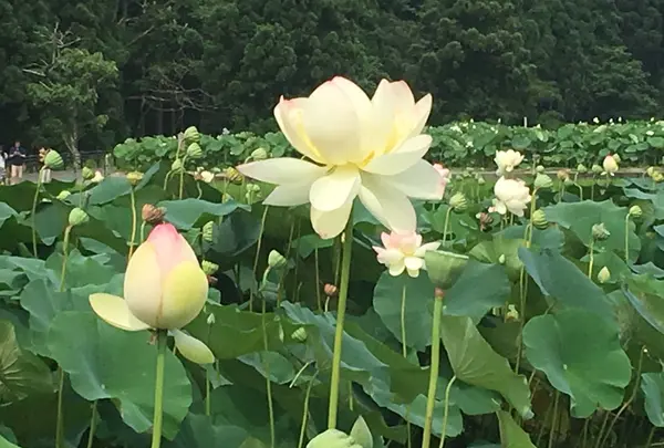 花はす公園の写真・動画_image_133118