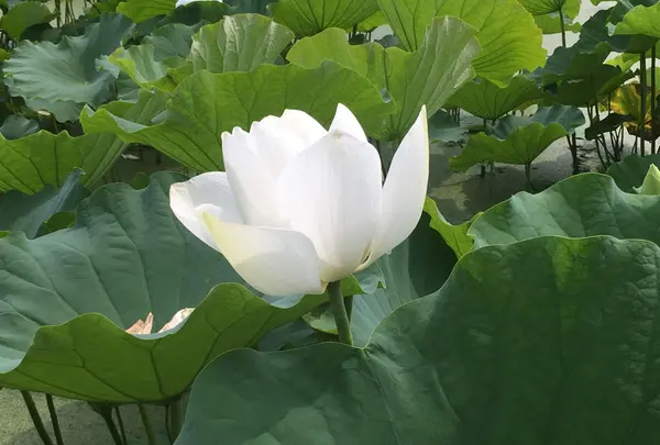 花はす公園の写真・動画_image_133119