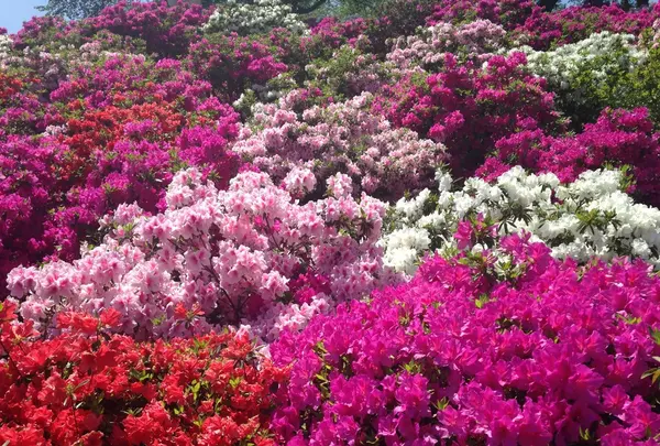 西山公園の写真・動画_image_133132