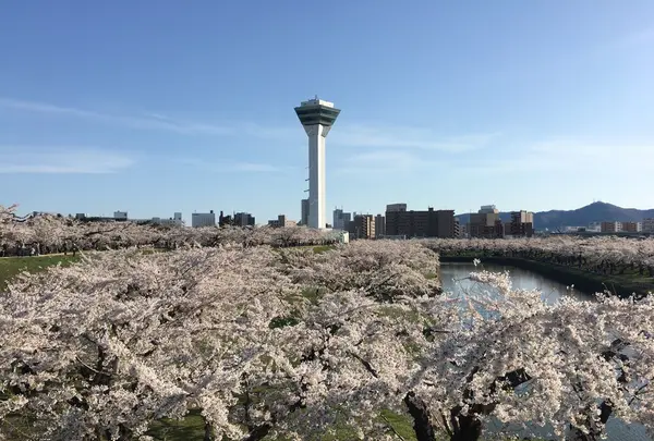 五稜郭公園の写真・動画_image_133139