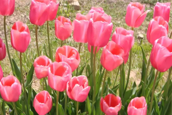 Flower village 花夢の里の写真・動画_image_133170