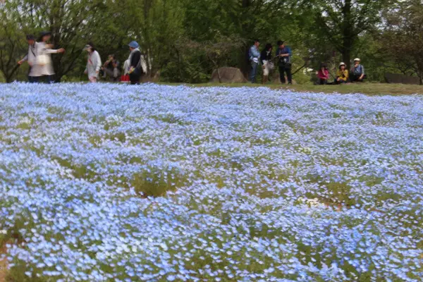 Flower village 花夢の里の写真・動画_image_133171