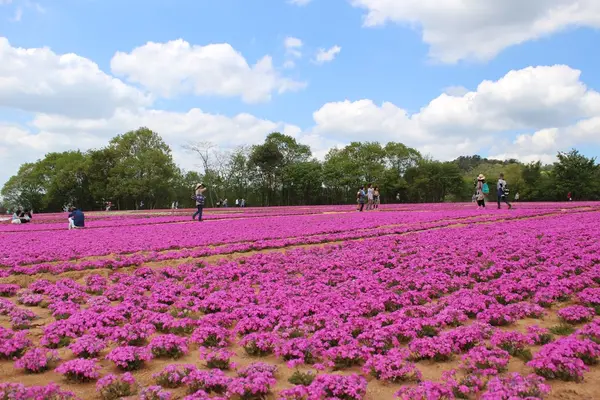 Flower village 花夢の里の写真・動画_image_133172