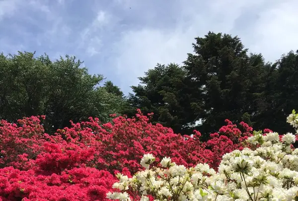 笠間つつじ公園の写真・動画_image_133254