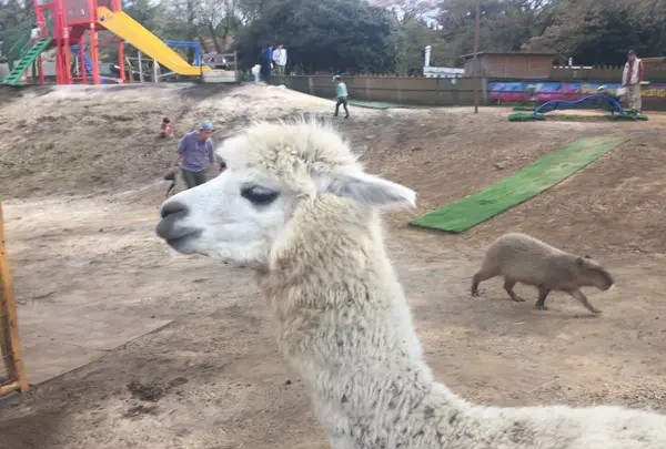 阿蘇カドリー・ドミニオンの写真・動画_image_133317