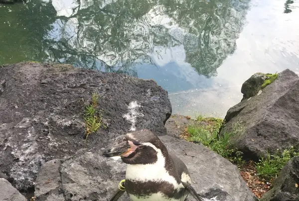 阿蘇カドリー・ドミニオンの写真・動画_image_133323