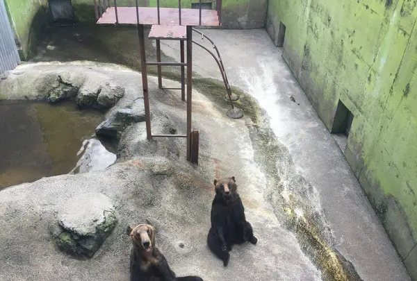 阿蘇カドリー・ドミニオンの写真・動画_image_133325