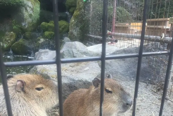 阿蘇カドリー・ドミニオンの写真・動画_image_133326