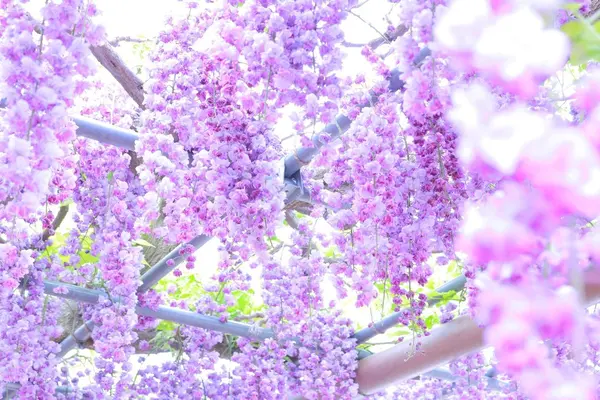 曼陀羅寺公園の写真・動画_image_133535