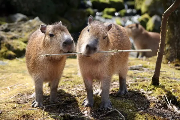 阿蘇カドリー・ドミニオンの写真・動画_image_133560