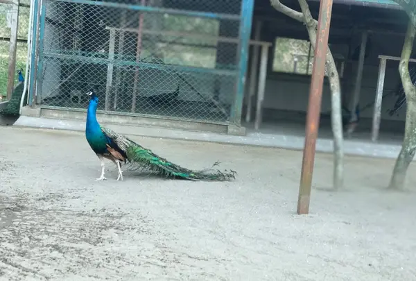 館山城（八犬伝博物館）の写真・動画_image_133569