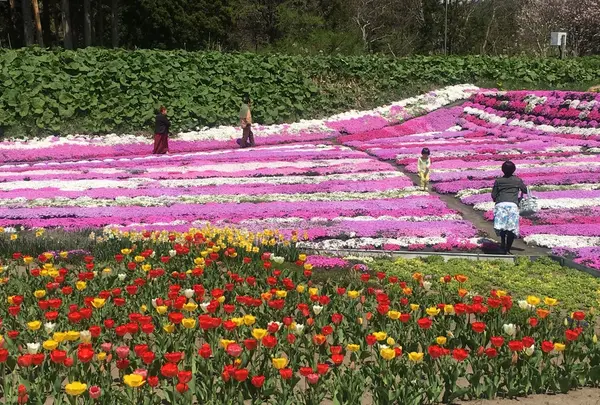 札苅芝桜園の写真・動画_image_133580