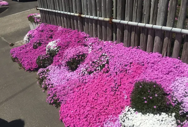 札苅芝桜園の写真・動画_image_133582