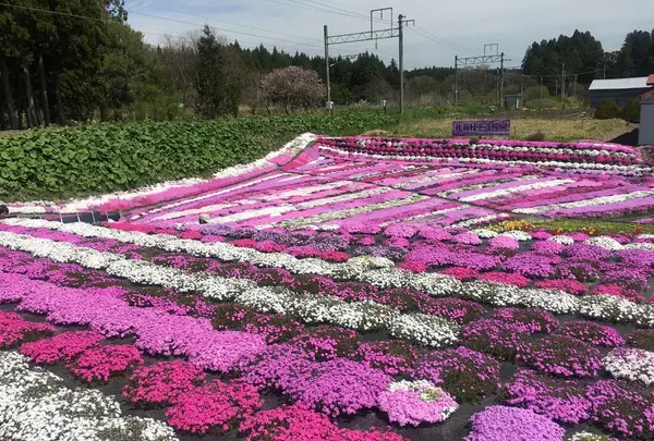 札苅芝桜園の写真・動画_image_133584