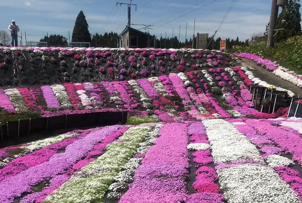 札苅芝桜園の写真・動画_image_133589