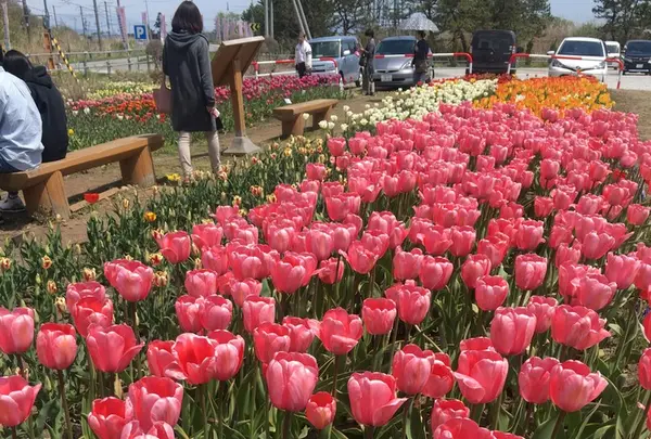 サラキ岬の写真・動画_image_133611