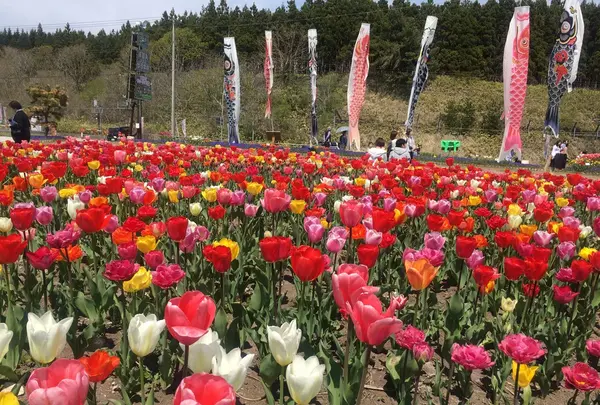 サラキ岬の写真・動画_image_133613