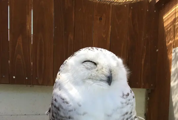 しろとり動物園の写真・動画_image_133757