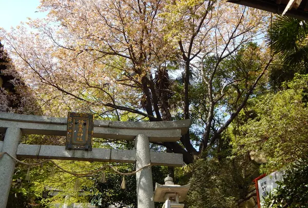 竹生島の写真・動画_image_133876