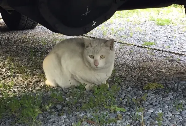 今戸神社の写真・動画_image_133950