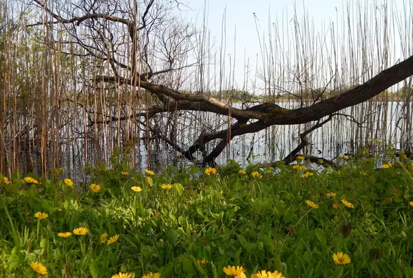 高島市新旭水鳥観察センターの写真・動画_image_133954