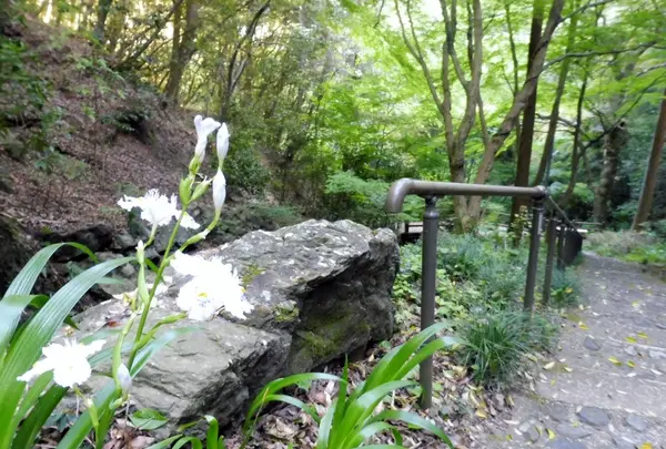 清水寺の写真・動画_image_133966