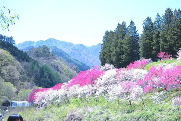 月川温泉の写真・動画_image_134096
