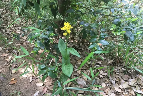 旧古河庭園の写真・動画_image_134111