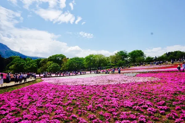 羊山公園の写真・動画_image_134218