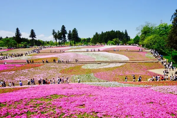 羊山公園の写真・動画_image_134220