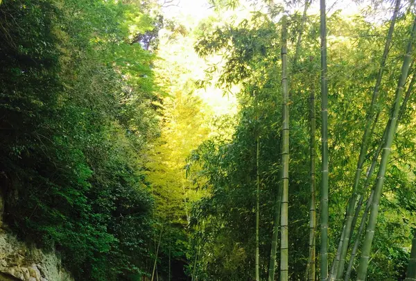 浄明寺の写真・動画_image_134270