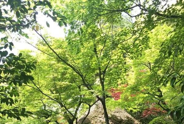 鈴虫寺（華厳寺）の写真・動画_image_134317